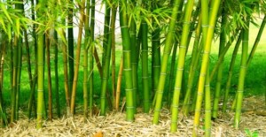 bamboo