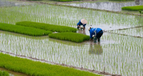 “Basta con il riso insanguinato”. Ue verso blocco import da Myanmar e Cambogia