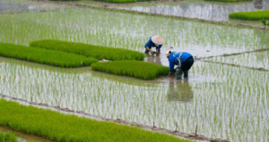 risaia myanmar