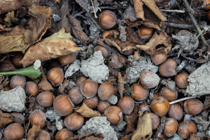 Nocciole, il clima decima la produzione in Piemonte