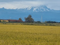 E’ tempo di riso al G7 dell’Agricoltura