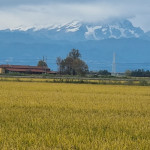 riso Monte Rosa