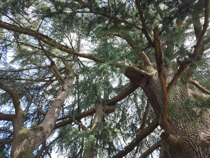 Piemonte, un monumento di alberi